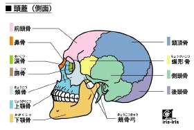 顎関節症の整体について