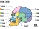 bone_skull_side-2.gif